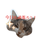 あすねこのスタンプ4（個別スタンプ：25）