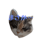 あすねこのスタンプ4（個別スタンプ：26）