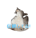 あすねこのスタンプ4（個別スタンプ：27）