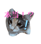 あすねこのスタンプ4（個別スタンプ：29）