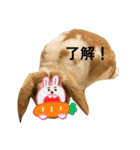顔出しNGです。うさぎのフッくん（個別スタンプ：1）