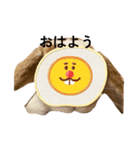 顔出しNGです。うさぎのフッくん（個別スタンプ：2）