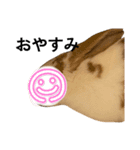 顔出しNGです。うさぎのフッくん（個別スタンプ：3）