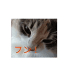 あすねこの動くスタンプ（個別スタンプ：2）