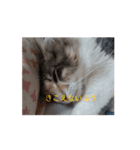 あすねこの動くスタンプ（個別スタンプ：3）