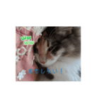 あすねこの動くスタンプ（個別スタンプ：4）