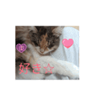 あすねこの動くスタンプ（個別スタンプ：5）