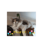 あすねこの動くスタンプ（個別スタンプ：7）