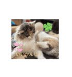 あすねこの動くスタンプ（個別スタンプ：8）