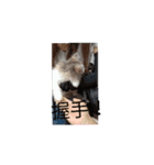 あすねこの動くスタンプ（個別スタンプ：9）