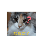 あすねこの動くスタンプ（個別スタンプ：12）