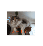 あすねこの動くスタンプ（個別スタンプ：13）