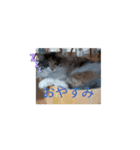 あすねこの動くスタンプ（個別スタンプ：16）