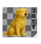 犬の メッセージ スタンプ 46（個別スタンプ：8）