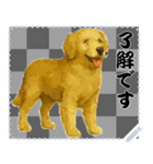 犬の メッセージ スタンプ 46（個別スタンプ：11）