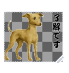 犬の メッセージ スタンプ 86（個別スタンプ：6）