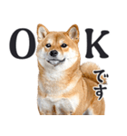 わんとも！敬語柴犬ミーム（やさしい日常）（個別スタンプ：1）
