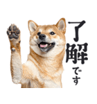 わんとも！敬語柴犬ミーム（やさしい日常）（個別スタンプ：2）