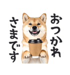 わんとも！敬語柴犬ミーム（やさしい日常）（個別スタンプ：3）