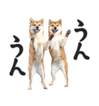 わんとも！敬語柴犬ミーム（やさしい日常）（個別スタンプ：4）