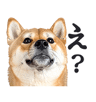 わんとも！敬語柴犬ミーム（やさしい日常）（個別スタンプ：5）
