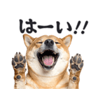 わんとも！敬語柴犬ミーム（やさしい日常）（個別スタンプ：6）