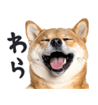 わんとも！敬語柴犬ミーム（やさしい日常）（個別スタンプ：7）