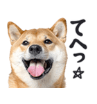 わんとも！敬語柴犬ミーム（やさしい日常）（個別スタンプ：8）