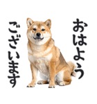わんとも！敬語柴犬ミーム（やさしい日常）（個別スタンプ：9）