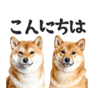 わんとも！敬語柴犬ミーム（やさしい日常）（個別スタンプ：10）