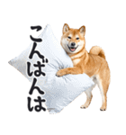わんとも！敬語柴犬ミーム（やさしい日常）（個別スタンプ：11）