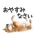 わんとも！敬語柴犬ミーム（やさしい日常）（個別スタンプ：12）
