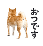わんとも！敬語柴犬ミーム（やさしい日常）（個別スタンプ：13）