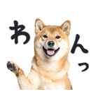 わんとも！敬語柴犬ミーム（やさしい日常）（個別スタンプ：14）