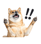 わんとも！敬語柴犬ミーム（やさしい日常）（個別スタンプ：15）