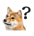 わんとも！敬語柴犬ミーム（やさしい日常）（個別スタンプ：16）