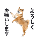 わんとも！敬語柴犬ミーム（やさしい日常）（個別スタンプ：17）