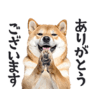 わんとも！敬語柴犬ミーム（やさしい日常）（個別スタンプ：18）