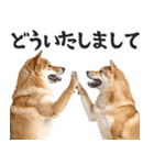 わんとも！敬語柴犬ミーム（やさしい日常）（個別スタンプ：19）