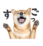わんとも！敬語柴犬ミーム（やさしい日常）（個別スタンプ：20）