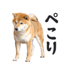 わんとも！敬語柴犬ミーム（やさしい日常）（個別スタンプ：21）