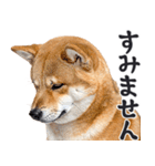 わんとも！敬語柴犬ミーム（やさしい日常）（個別スタンプ：22）