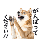 わんとも！敬語柴犬ミーム（やさしい日常）（個別スタンプ：23）
