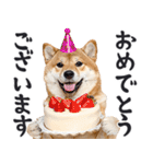 わんとも！敬語柴犬ミーム（やさしい日常）（個別スタンプ：24）