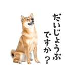 わんとも！敬語柴犬ミーム（やさしい日常）（個別スタンプ：26）