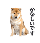 わんとも！敬語柴犬ミーム（やさしい日常）（個別スタンプ：27）