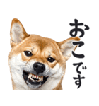 わんとも！敬語柴犬ミーム（やさしい日常）（個別スタンプ：28）