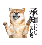 わんとも！敬語柴犬ミーム（やさしい日常）（個別スタンプ：29）