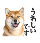 わんとも！敬語柴犬ミーム（やさしい日常）（個別スタンプ：30）