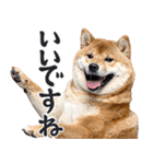 わんとも！敬語柴犬ミーム（やさしい日常）（個別スタンプ：31）